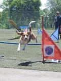 Маріуполь прийняв змагання за Кубок України з «Аджиліті» (спорт з собаками)